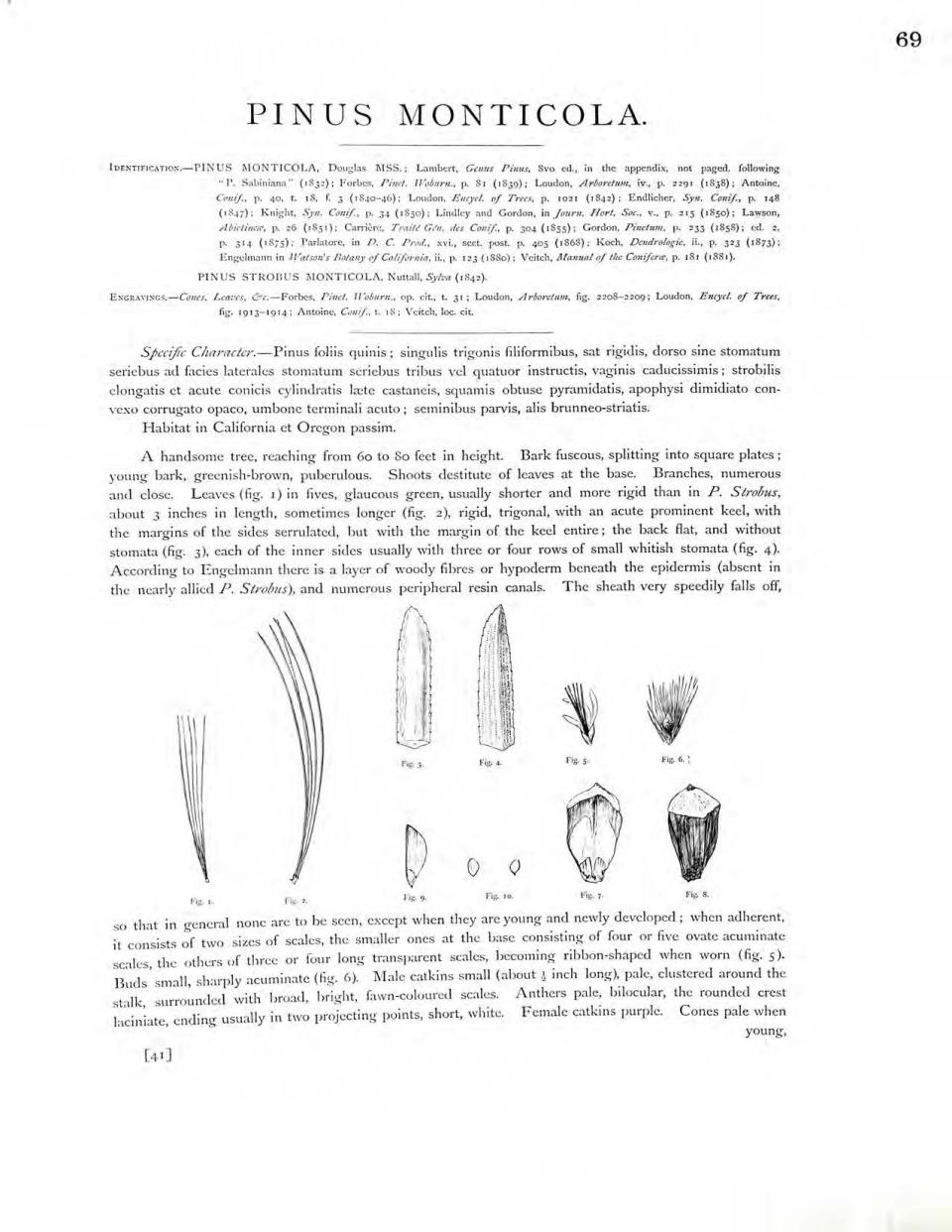 Page from Pinetum Britannicum